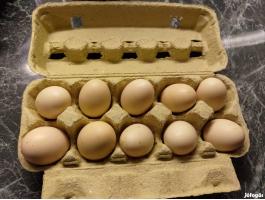 Vorwerk keltetni való tojás eladó