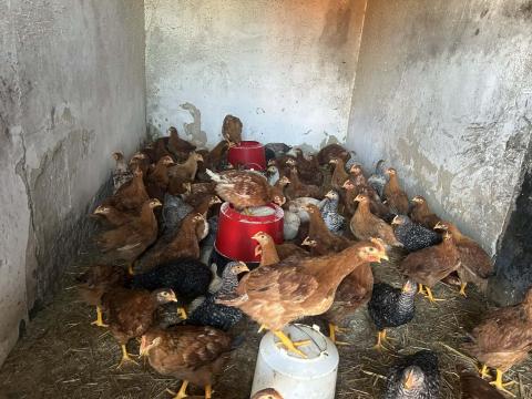 Tanyasi Csirke eladó