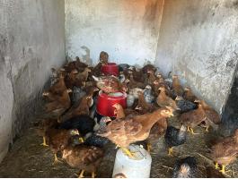 Tanyasi Csirke eladó