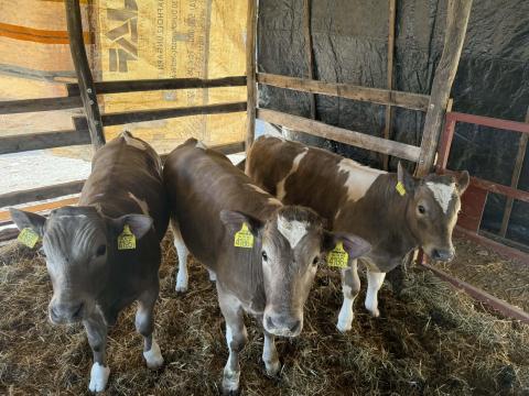 Charolais x fríz bikák eladók