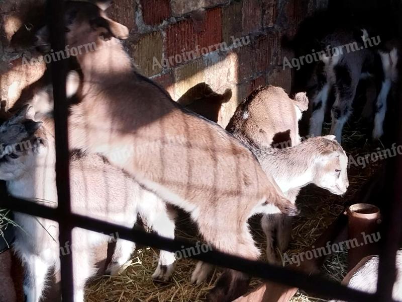 Kis kecskék eladók