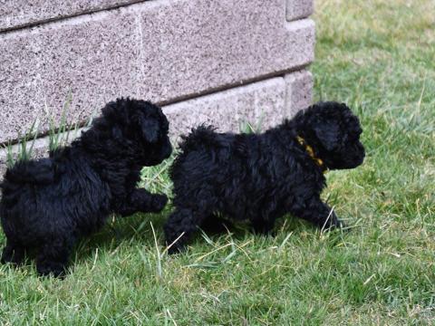 Puli törzskönyvezett fekete kan kiskutyák mestertenyészetből
