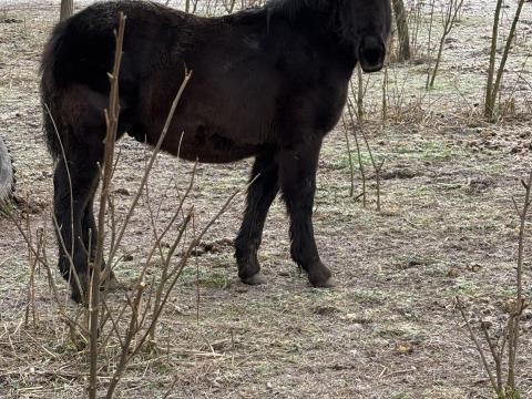 Fekete csődör csikó eladó
