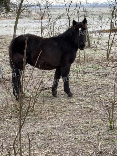 Fekete csődör csikó eladó