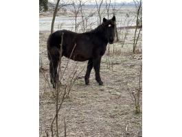 Fekete csődör csikó eladó