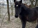Fekete csődör csikó eladó