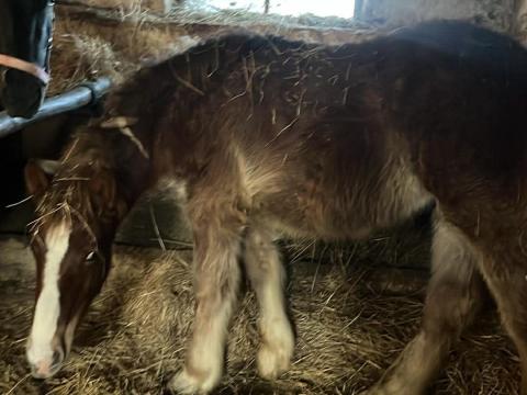 Sárga csődör csikó eladó