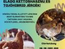 Jérce eladó / csirke, baromfi, tyúk