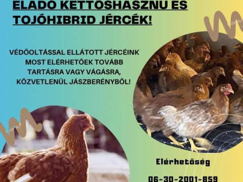 Jérce eladó / csirke, baromfi, tyúk