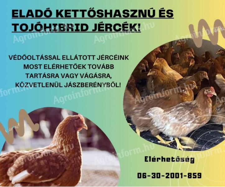 Jérce eladó / csirke, baromfi, tyúk