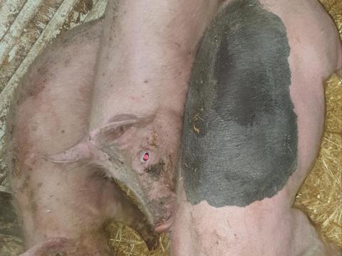 Eladó 3 db, 35 kg-os ártány süldő