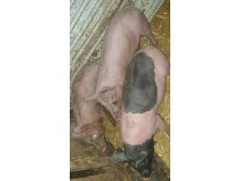 Eladó 3 db, 35 kg-os ártány süldő