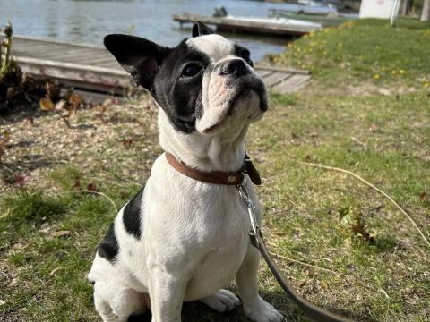 Eladó törzskönyves Boston terrier kiskutya