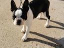 Eladó törzskönyves Boston terrier kiskutyák
