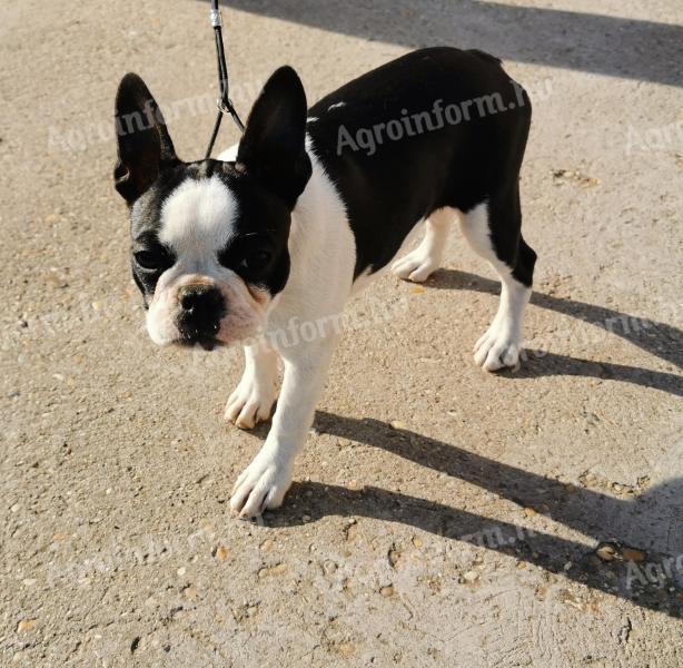 Eladó törzskönyves Boston terrier kiskutyák
