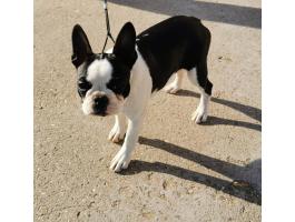 Eladó törzskönyves Boston terrier kiskutyák