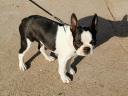 Eladó törzskönyves Boston terrier kiskutyák