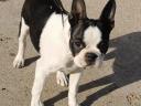 Eladó törzskönyves Boston terrier kiskutyák