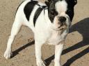 Eladó törzskönyves Boston terrier kiskutyák