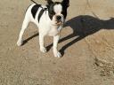 Eladó törzskönyves Boston terrier kiskutyák