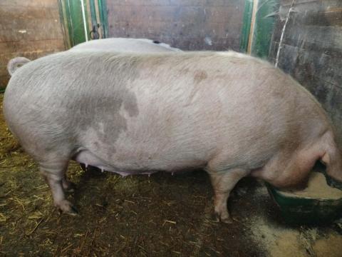 Eladó választási malacok,  süldők és hízók Taktaharkányban