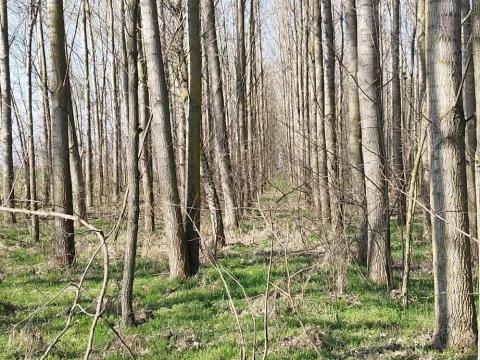Eladó erdő Mélykút külterületén