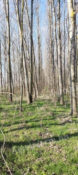 Eladó erdő Mélykút külterületén