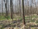 Eladó erdő Mélykút külterületén