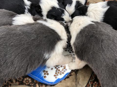 Border collie fajtatiszta jellegű kiskutyák