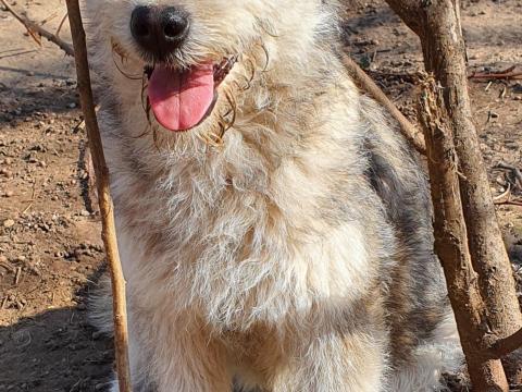Puli-husky keverék kiskutya gazdát keres – kiskutya keresi gazdáját