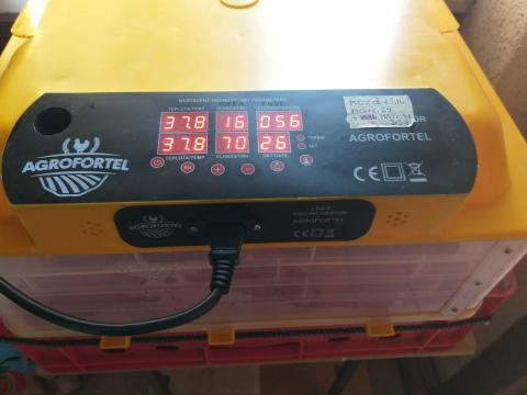 Kistarcsa - Tojáskeltető és libák eladó Kistarcsa - Tojáskeltető és libák eladó