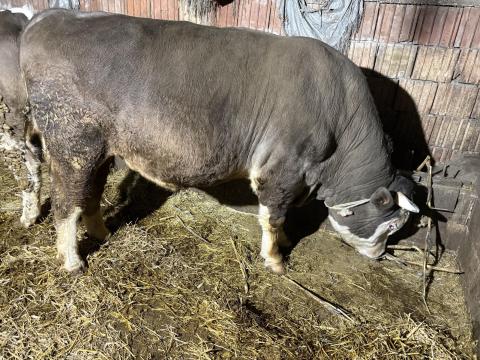 Eladó egyéb húshasznú bika Eladó egyéb húshasznú bika