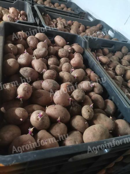 Elit magból termelt Balatoni rózsa