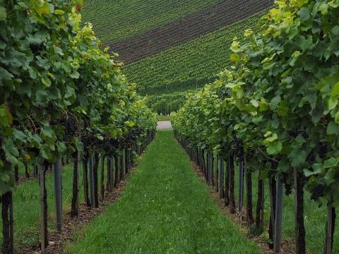 Szőlő kvótát vásárolnék Szőlő kvótát vásárolnék