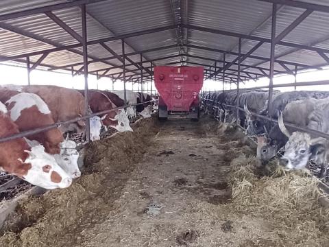 Állatgondozó, fejős munkatárs