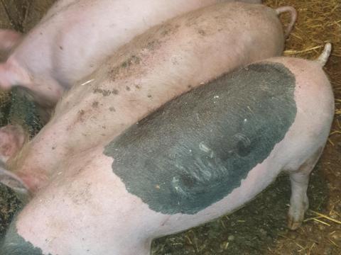 Eladó 3 db ártány süldő Eladó 3 db ártány süldő