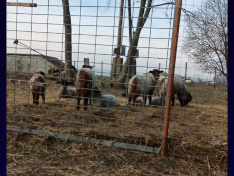 Húsvéti bárány eladó