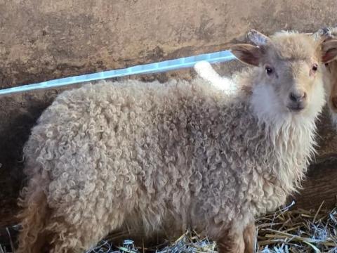 Bárány, két hónapos Bárány, két hónapos