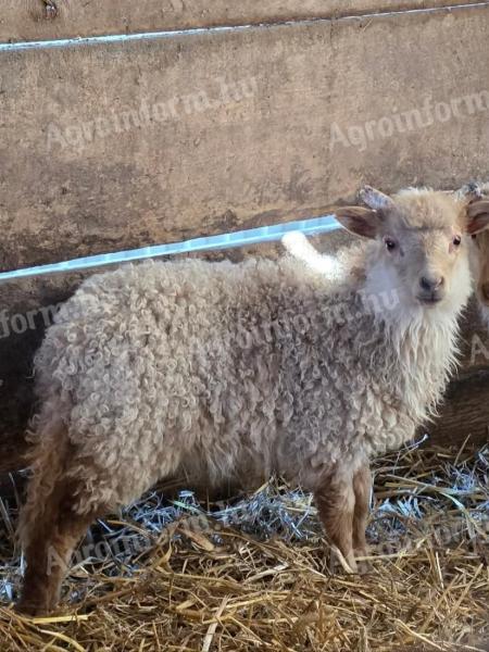 Bárány, két hónapos