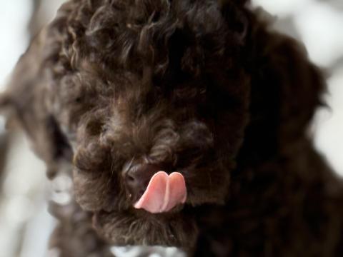 Lagotto Romagnolo Lagotto Romagnolo