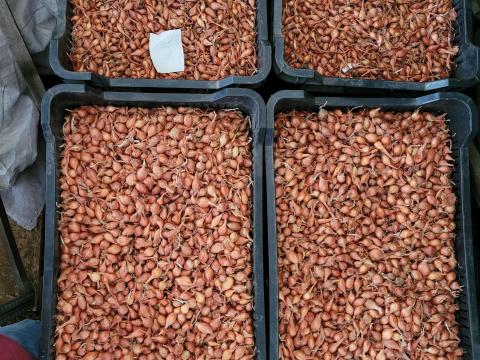 Makói bronz dughagyma eladó Makói bronz dughagyma eladó