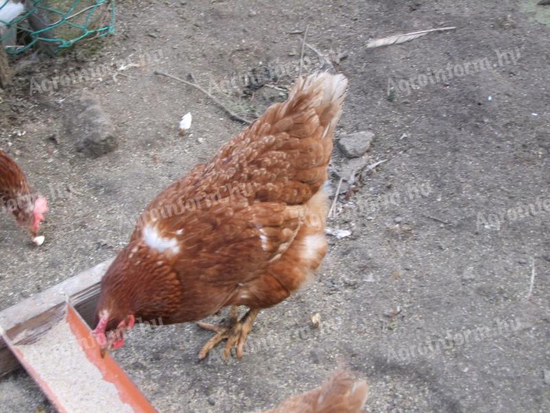 Tojótyúk házhoz szállítva eladó