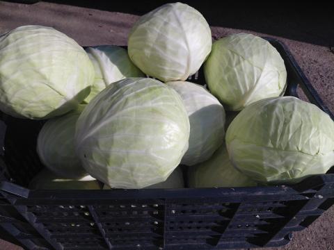 Fejes káposzta eladó