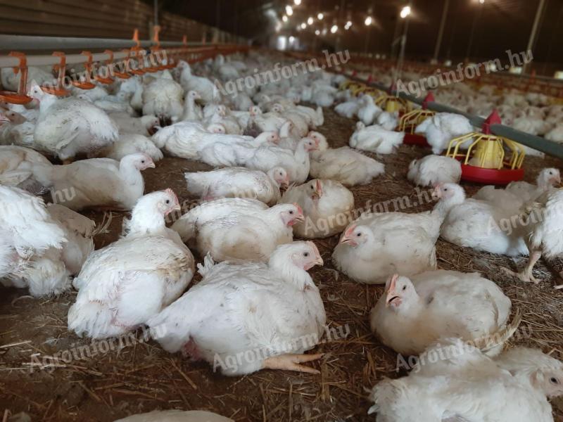 Húshibrid,  5 hetes,  vágni való broiler csirke eladó (előjegyzés szükséges)