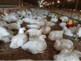 Húshibrid,  5 hetes,  vágni való broiler csirke eladó (előjegyzés szükséges)