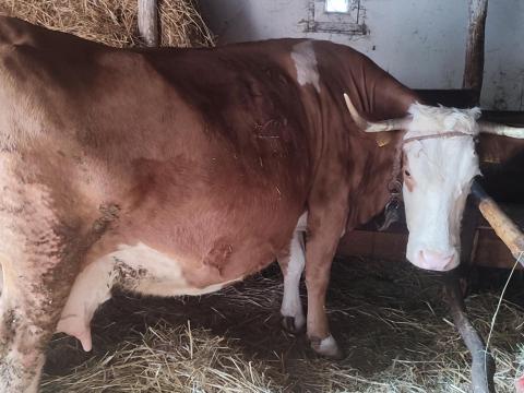 Magyartarka tehén eladó