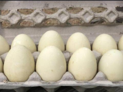 Futó kacsa fias tojás eladó Futó kacsa fias tojás eladó