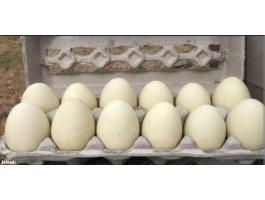 Futó kacsa fias tojás eladó