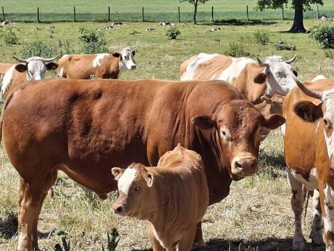 Limousin / magyar tarka borjak eladók