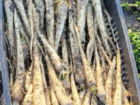 Gyökér eladó földesen